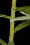 Heller's cudweed